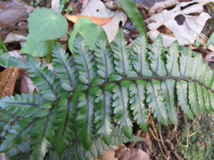 Polystichum neozelandicum neozelandicum