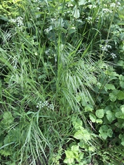 Bromus sterilis