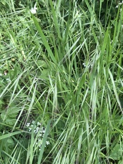 Bromus sterilis
