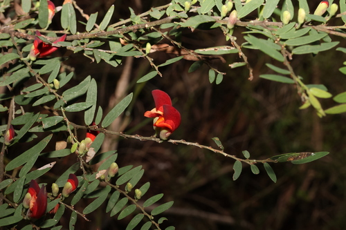 Image of Bossiaea rupicola by (c) Greg Tasney, some rights reserved (CC BY-SA)