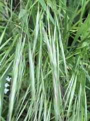 Bromus sterilis