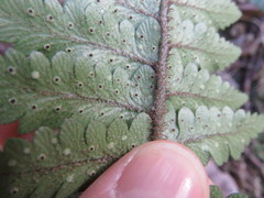 Polystichum neozelandicum neozelandicum