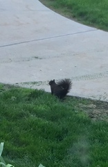 Sciurus carolinensis