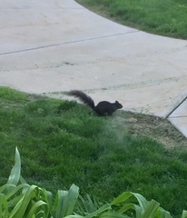 Sciurus carolinensis