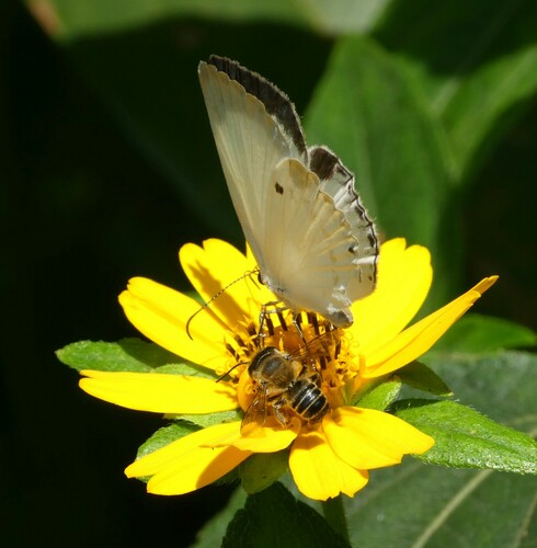 Untailed Ginger White