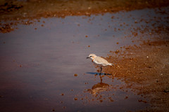 Charadrius pallidus