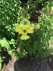 Antirrhinum majus