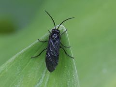 Phymatocera aterrima