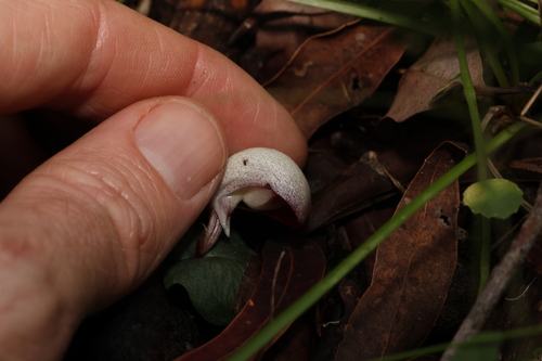 Image of Corybas barbarae by (c) Greg Tasney, some rights reserved (CC BY-SA)