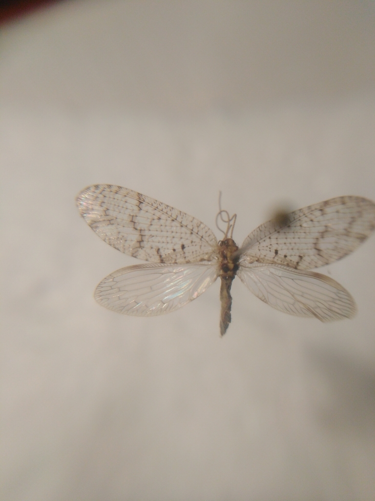 Hemerobius perelegans