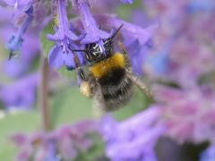 Bombus pratorum