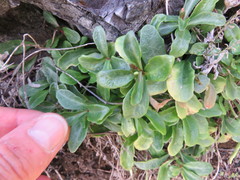 Cakile edentula edentula