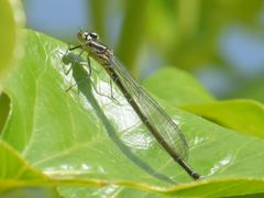 Coenagrion
