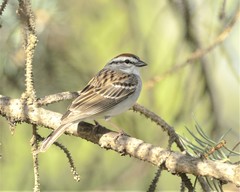 Spizella passerina passerina