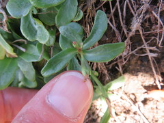 Cakile edentula edentula