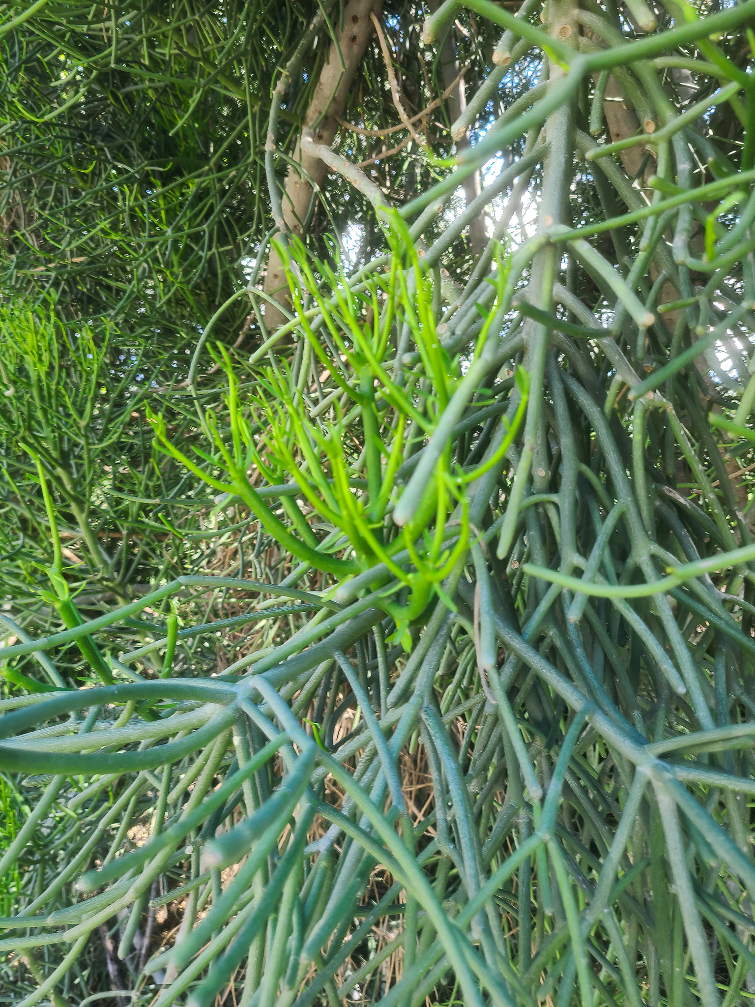 Euphorbia tirucalli image