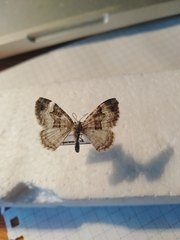Xanthorhoe biriviata