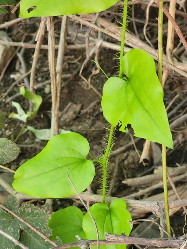 Image of Smilax californica by (c) Colin J Pryor, some rights reserved (CC BY)