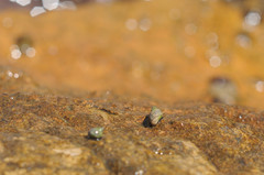 Echinolittorina punctata