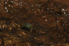 Echinolittorina punctata