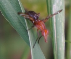Tritoxa
