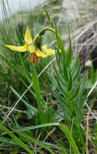 Image of Lilium Bosniacum (Lilium bosniacum) by (c) Andreas Schneider, some rights reserved (CC BY)