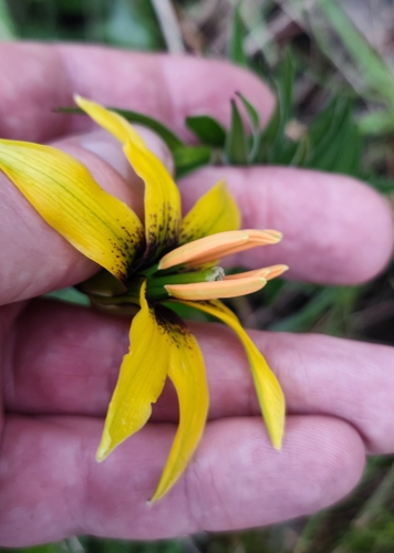 Image of Lilium bosniacum by (c) Andreas Schneider, some rights reserved (CC BY)