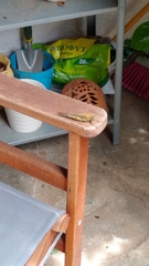 Anacridium aegyptium