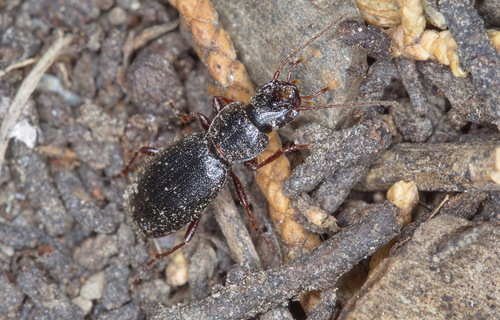 Colpostoma