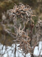 Salix glauca