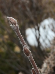 Salix glauca