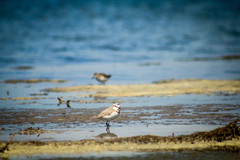 Charadrius pallidus