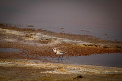 Charadrius pallidus