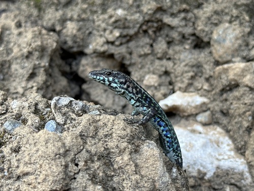 Tyrrhenian wall lizard, Podarcis tiliguerta