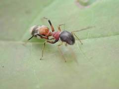 Myrmarachne formosicola