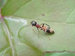 Myrmarachne formosicola