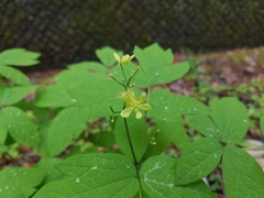 Caulophyllum robustum
