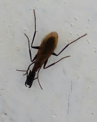 Camponotus mirabilis