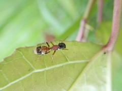 Myrmarachne formosicola