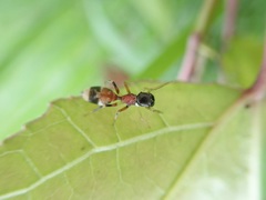 Myrmarachne formosicola