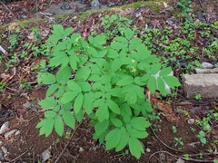 Caulophyllum robustum