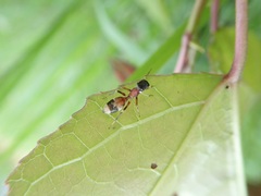 Myrmarachne formosicola