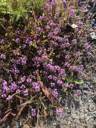 Thymus longicaulis, photograph 6