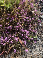 Thymus longicaulis, photograph (c) Daniel Castanhal García, some rights reserved (CC BY)