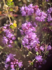 Thymus longicaulis, photograph (c) Daniel Castanhal García, some rights reserved (CC BY)