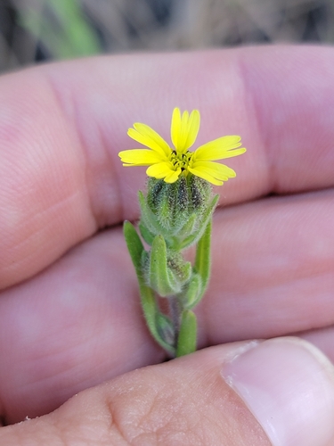 Image of Madia gracilis by (c) Colin J Pryor, some rights reserved (CC BY)
