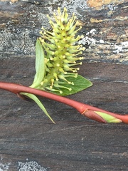 Salix phylicifolia