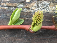Salix phylicifolia
