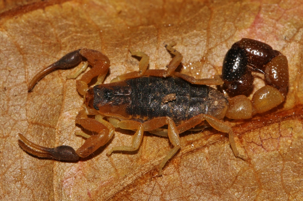 Uroplectes malawicus