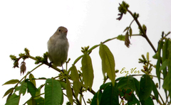 Passeriformes